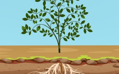Bioacumulación de metales y metaloides en plantas irrigadas con aguas claras de relaves